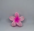 Pink frangipani flower hair claw clip with translucent blush pink petals and hot pink centre