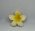 Yellow frangipani flower hair claw clip with translucent cream-yellow petals and golden amber centre
